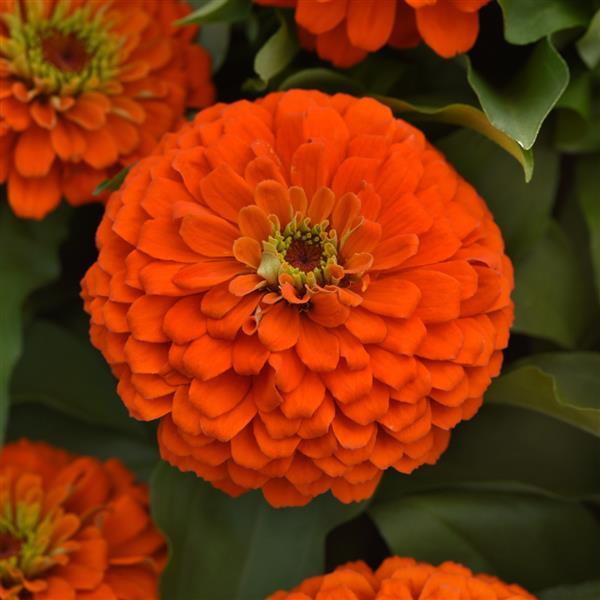 Zesty™ Orange Zinnia - Bloom