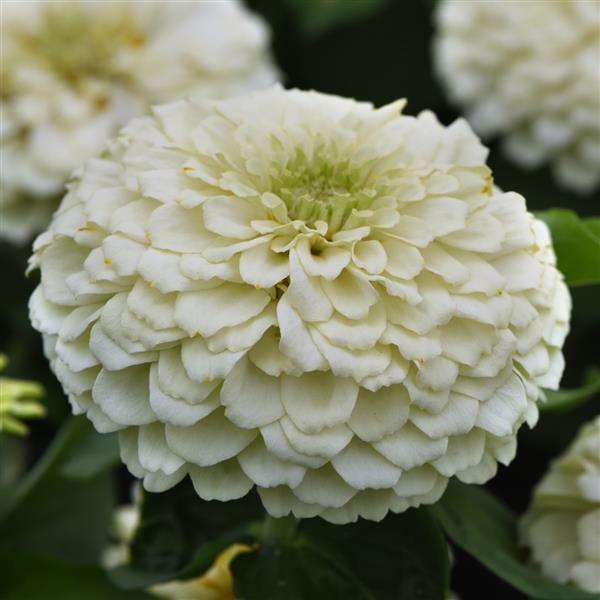 Zesty™ White Zinnia - Bloom