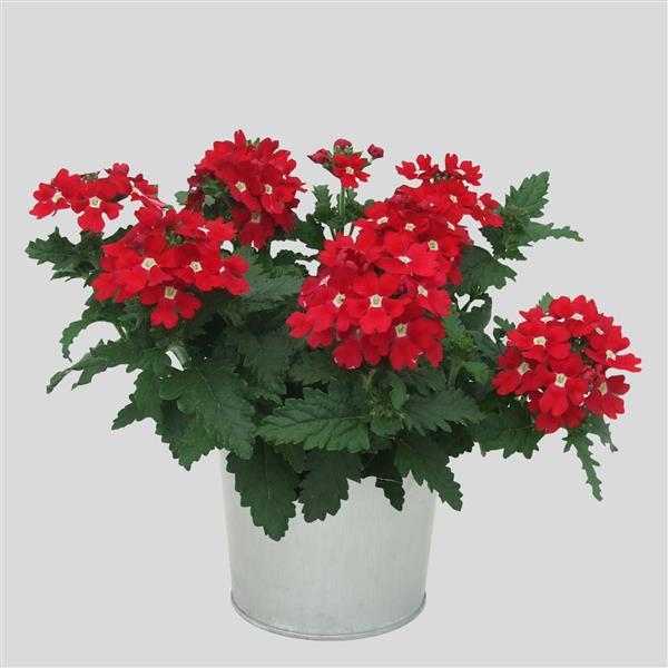 Blues™ Red Verbena - Container