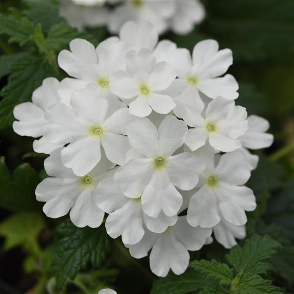 Blues™ White Verbena - Bloom