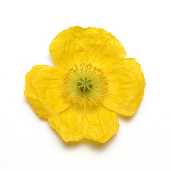 Papaver Champagne Bubbles Yellow - Bloom