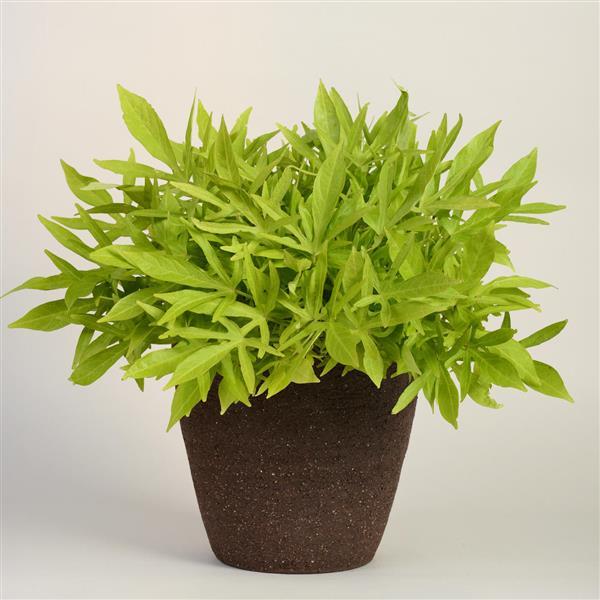 Spotlight™ Lime Ipomoea - Container