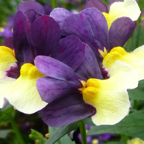 SunGlow™ Purple Bicolor Nemesia - Bloom