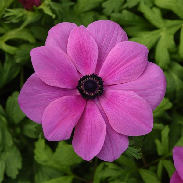 Mona Lisa® Orchid Shade Anemone - Bloom