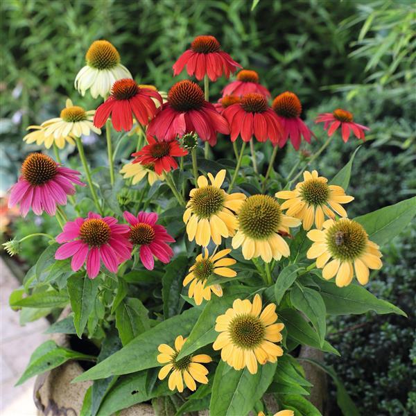 Echinacea Pollynation ApeX Mix - Bloom