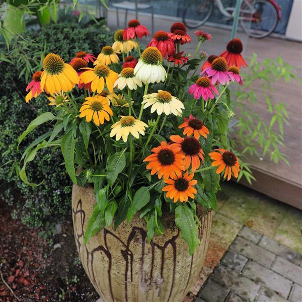 Echinacea Pollynation ApeX Mix - Container