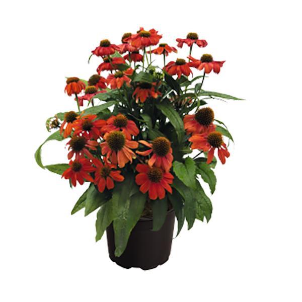 Echinacea Pollynation Orange Red ApeX - Container