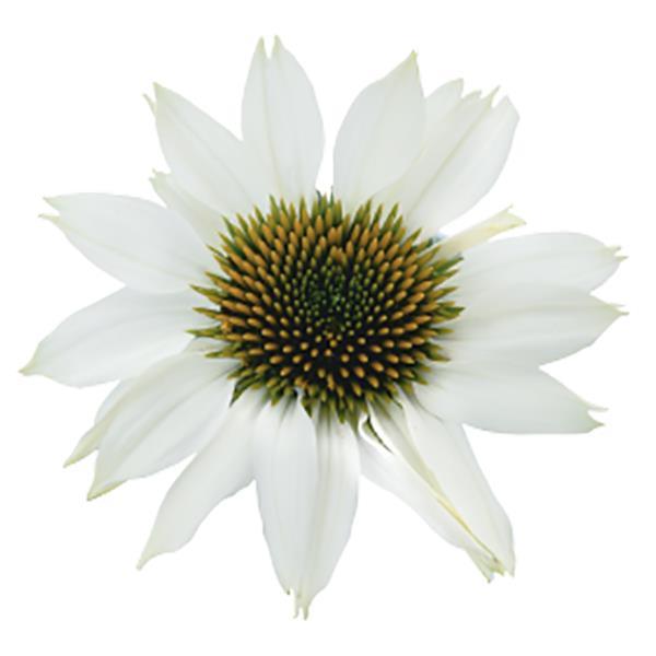 Echinacea Pollynation White ApeX - Bloom