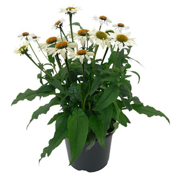 Echinacea Pollynation White ApeX - Container
