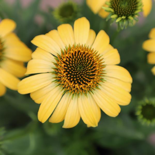 Echinacea Pollynation Yellow ApeX - Bloom
