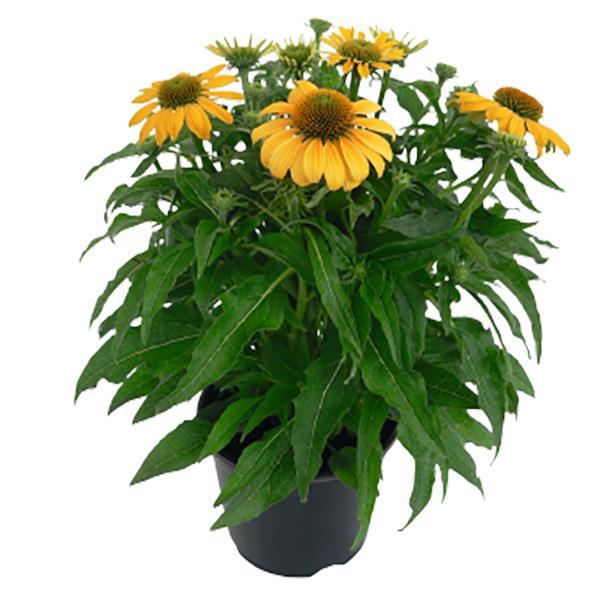Echinacea Pollynation Yellow ApeX - Container