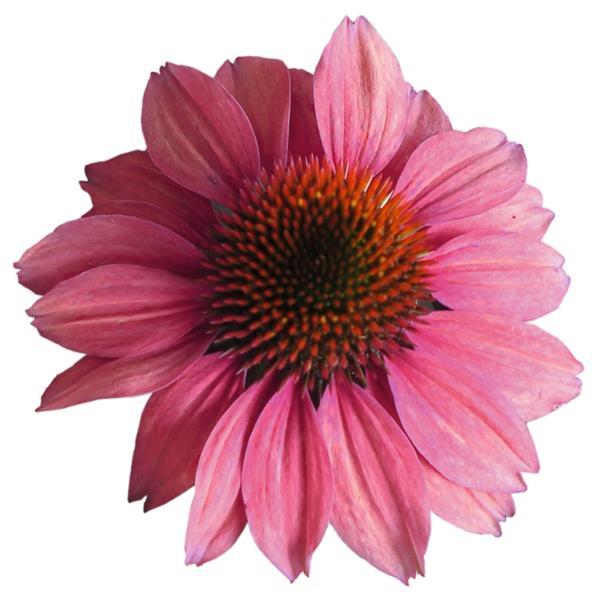 Echinacea Pollynation Pink Shades ApeX - Bloom