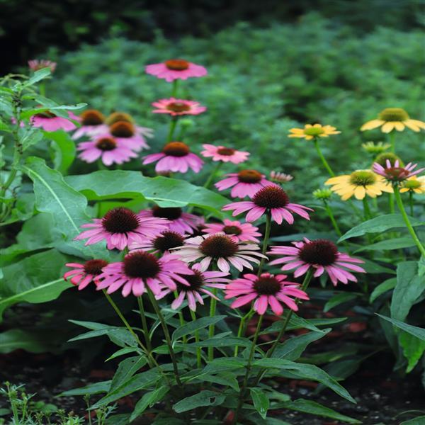 Echinacea Pollynation Pink Shades ApeX - Landscape