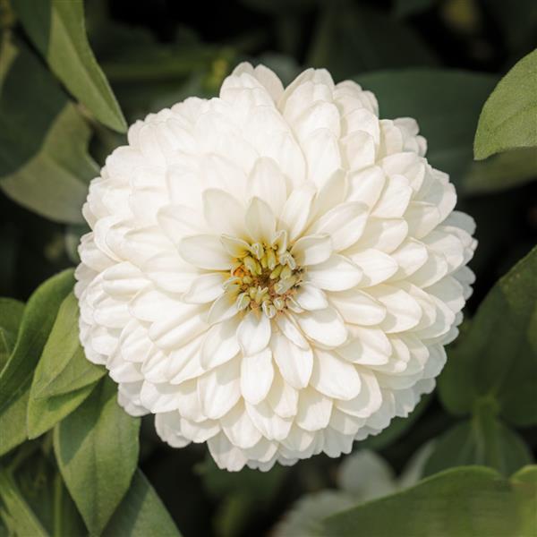 Zydeco White Zinnia - Bloom