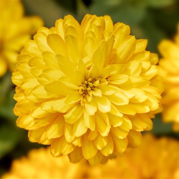 Zydeco Deep Yellow Zinnia - Bloom