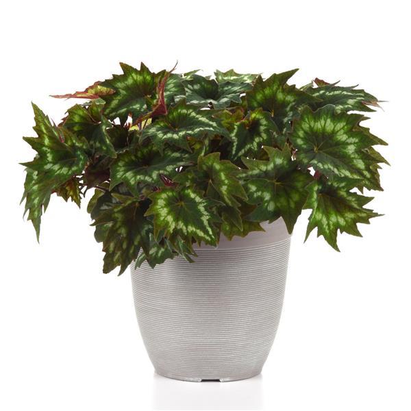 Emerald Ring Begonia - Container