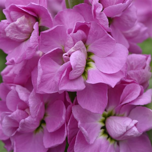 Centum™ Pink Matthiola - Bloom