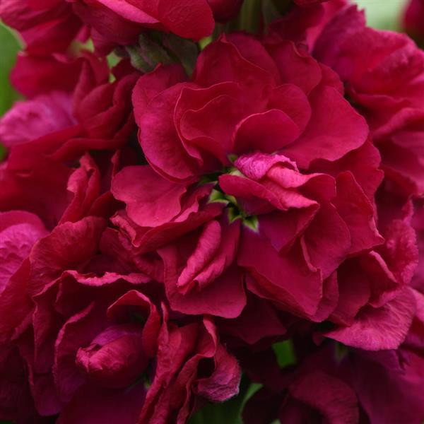 Centum™ Red Matthiola - Bloom