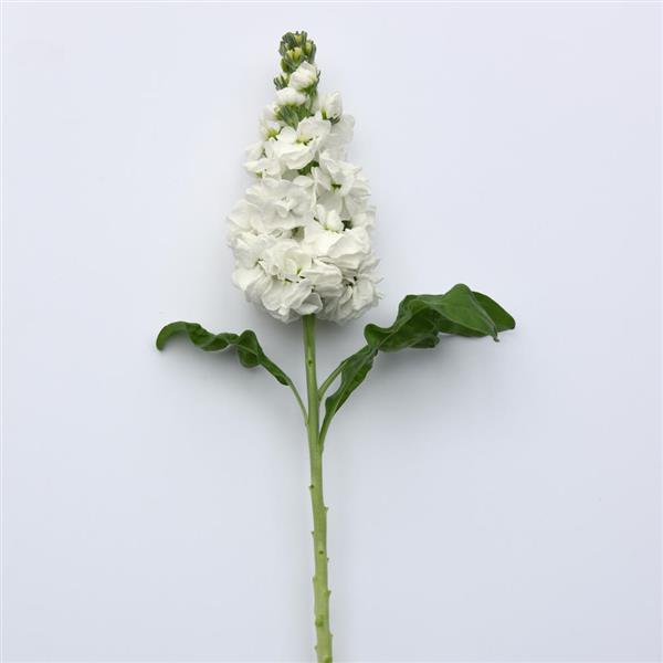 Centum™ White Matthiola - Single Stem, White Background