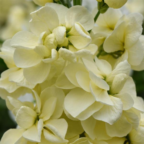 Centum™ Yellow Matthiola - Bloom