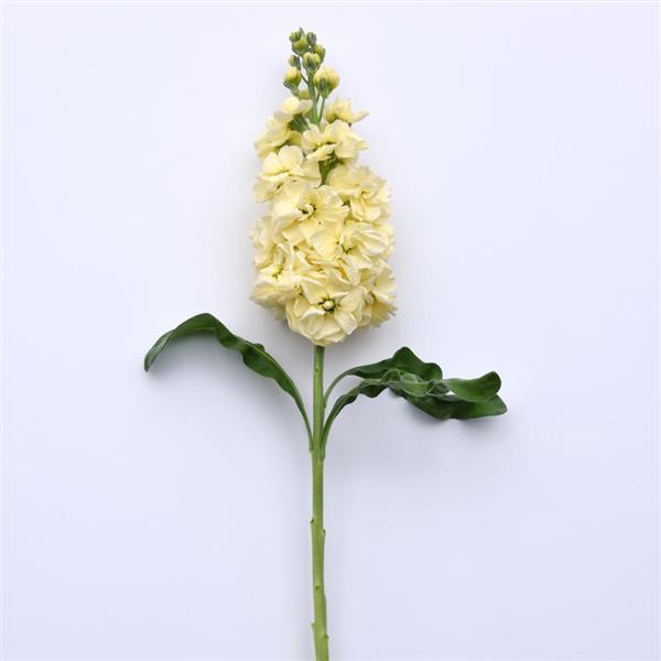 Centum™ Yellow Matthiola - Single Stem, White Background