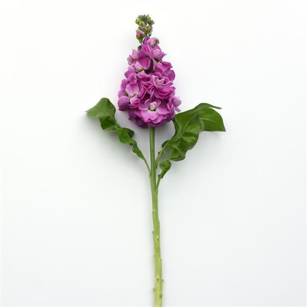 Centum™ Deep Rose Matthiola - Single Stem, White Background