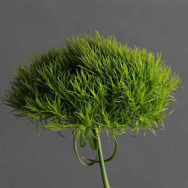 Green Ball™ Dianthus - Bloom