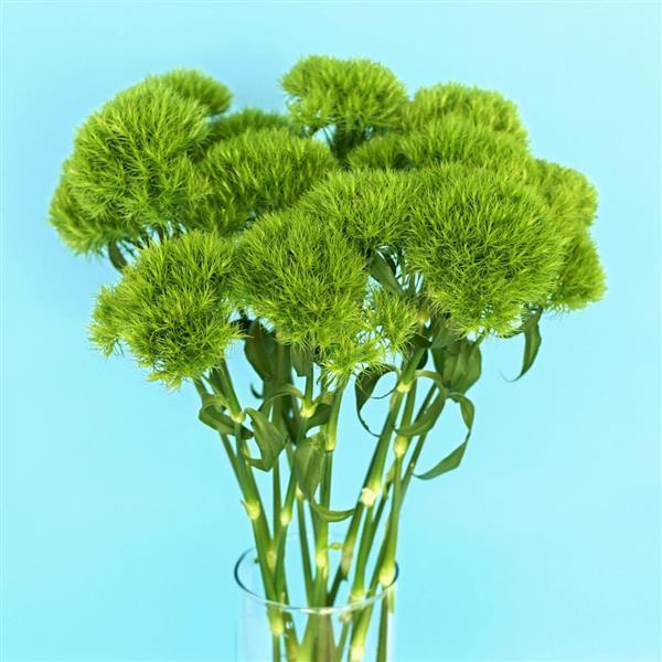 Green Ball™ Dianthus - Container