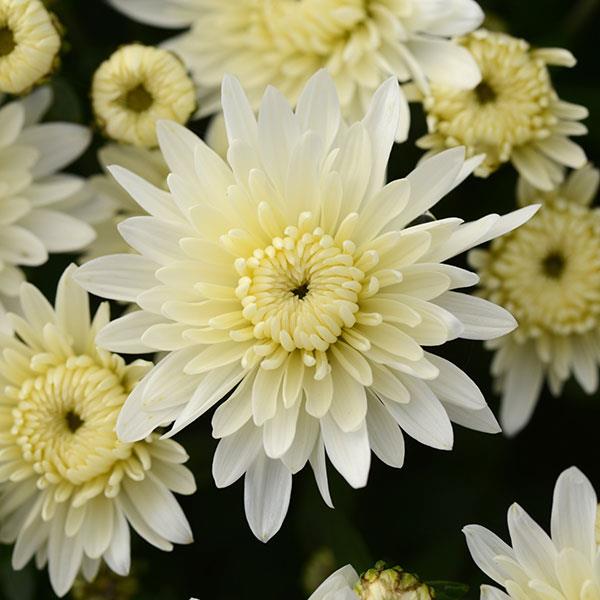 Alpine White Garden Mum - Bloom