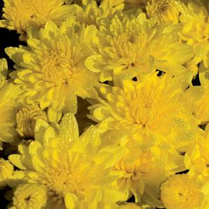 Buttercup Yellow Garden Mum - Bloom