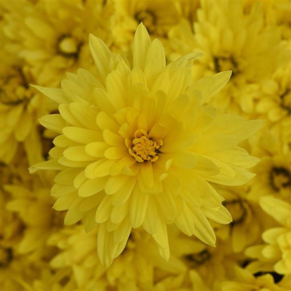 Destiny Yellow Garden Mum - Bloom