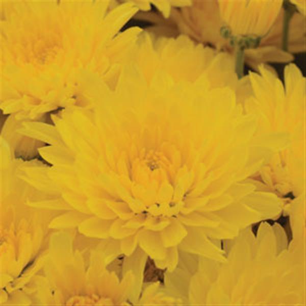 Gold Cup Yellow Garden Mum - Bloom