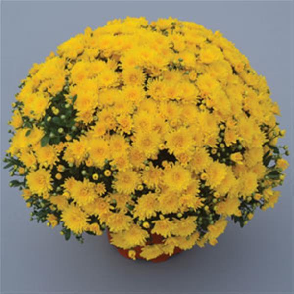 Gold Cup Yellow Garden Mum - Container