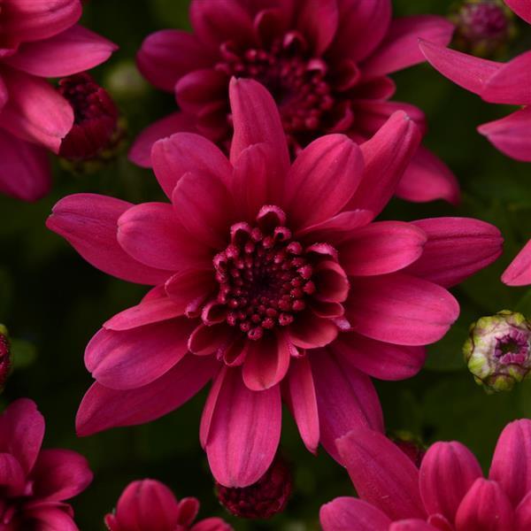 Grapeberry Purple Garden Mum - Bloom