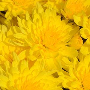 Honeyblush Yellow Garden Mum - Bloom
