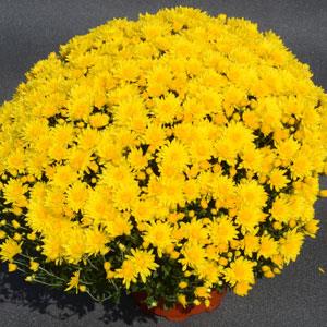Honeyblush Yellow Garden Mum - Container