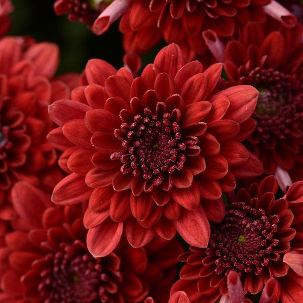 Majesty Red Garden Mum - Bloom