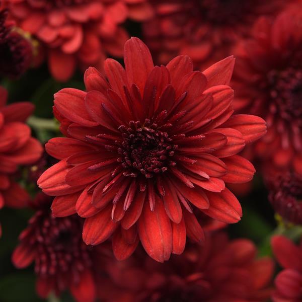Maverick Red Garden Mum - Bloom