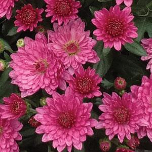 Paradiso Pink Garden Mum - Bloom