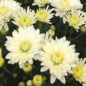 Paradiso White Garden Mum - Bloom