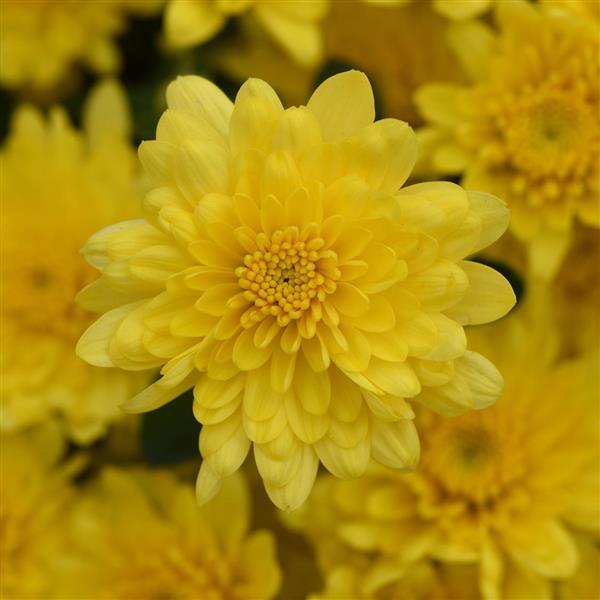 Paradiso Yellow Garden Mum - Bloom