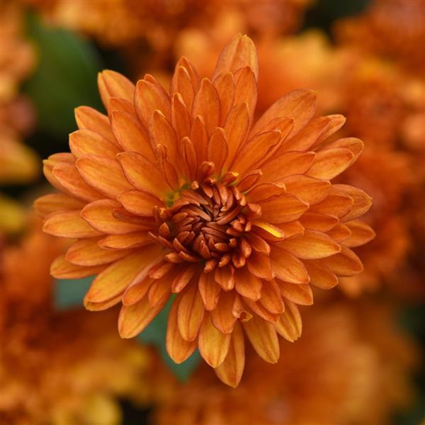 Petit Orange Garden Mum - Bloom