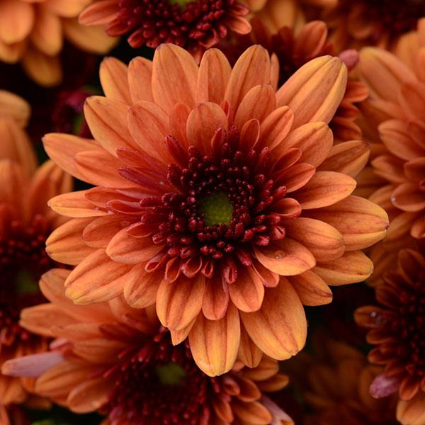 Pop Eye Orange Garden Mum - Bloom