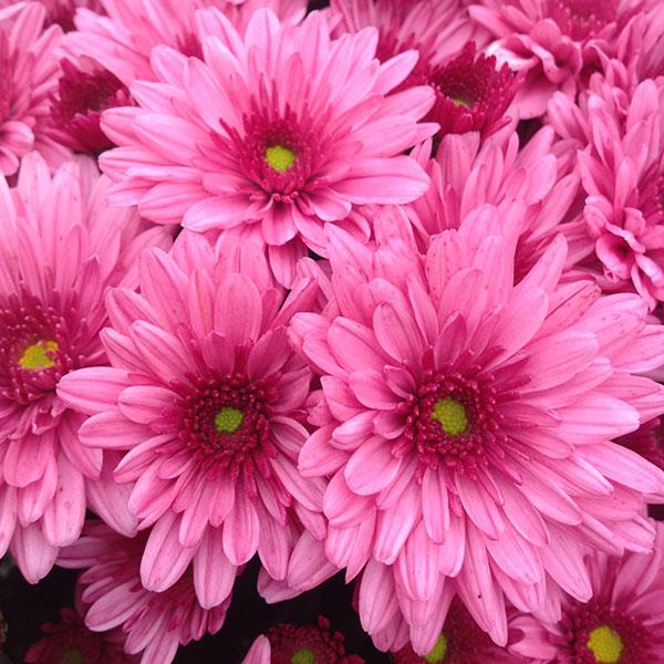 Pop Eye Pink Garden Mum - Bloom