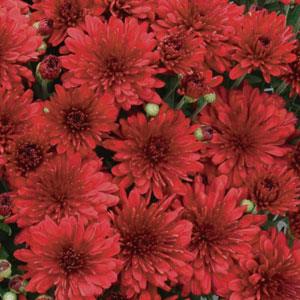 Red Hots Garden Mum - Bloom