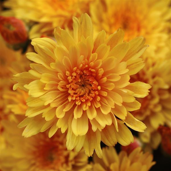 Sizzling Fire Yellow Garden Mum - Bloom