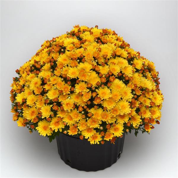 Sizzling Fire Yellow Garden Mum - Container