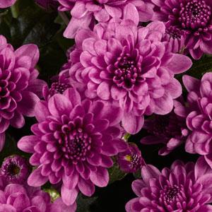 Skyfall® Pink Garden Mum - Bloom