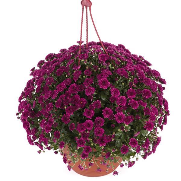 Skyfall® Purple Garden Mum - Basket