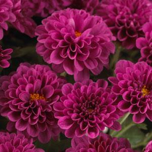 Skyfall® Purple Garden Mum - Bloom